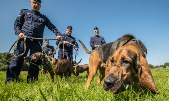 Czterej policjanci z psami służbowymi na łące.