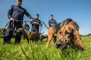 Czterej policjanci z psami służbowymi na łące.