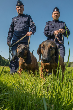 Dwaj policjanci z psami służbowymi na smyczach stoją na łące.
