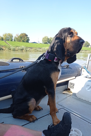 Pies policyjny siedzi na pokładzie policyjnej łodzi.