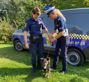 policjantka ze strażniczką miejską i psem w tle pojazd straży miejskiej