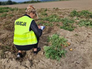 policjantka na polu ziemniaków