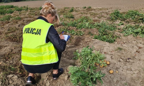 policjantka na polu ziemniaków