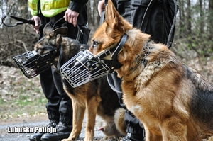 dwa psy służbowe biorące udział w poszukiwaniach zaginionego mężczyzny