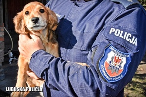 na zdjęciu policjant w mundurze trzyma uratowanego psa na rękach