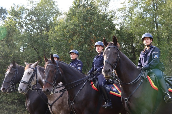 policjanci na koniach służbowych
