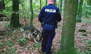 na zdjęciu umundurowany policjant w trakcie poszukiwań zaginionego mężczyzny prowadzi psa tropiącego po lesie