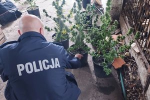 Policjant umundurowany z napisem na kurtce Policja przed donicami z roślinami konopi indyjskich