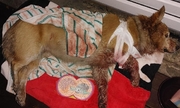 ranny pies leży na poduszce, ma opatrzoną bandażem łapę