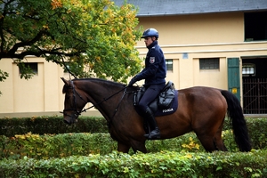 policjant na koniu