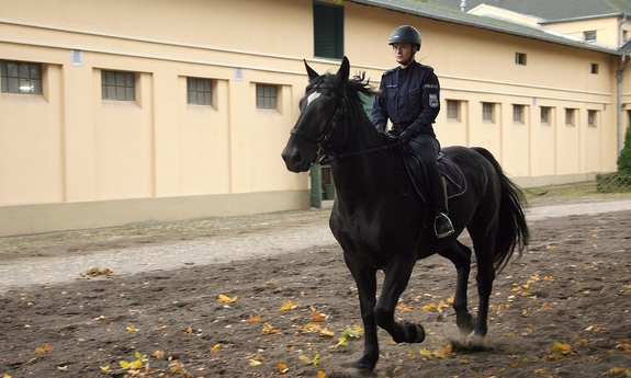 policjant na koniu