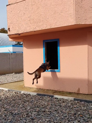 Pies wskakuje do budynku przez okno w murze.