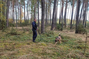 policjant w lesie z psem tropiącym