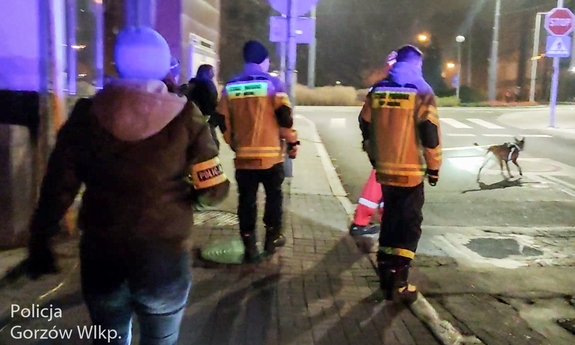 policjanci i specjalna grupa z psem służbowym w trakcie poszukiwań zaginionego mężczyzny