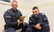 policjanci  z psem