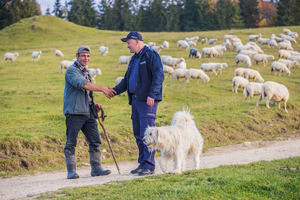 policjant podaje rękę mężczyźnie, obok policjanta stoi pies, w tle widać stado owiec