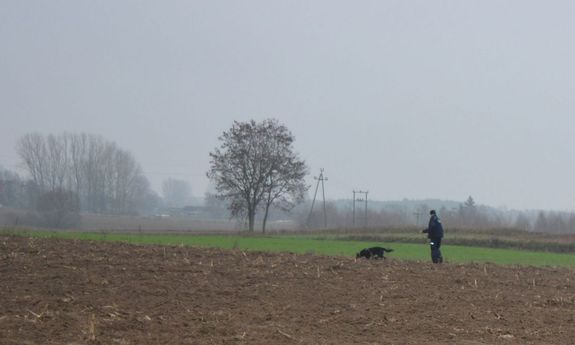 Przewodnik z psem, który podjął trop