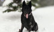 policyjny pies haker siedzi na śniegu