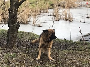 pies owczarek niemiecki przypięty krótkim łańcuchem do drzewa