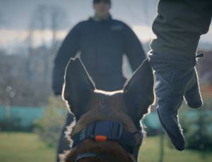 na pierwszym planie łeb policyjnego psa, a z boku widoczna dłoń przewodnika w rękawiczce - widok z tyłu, na drugim planie, znad łba psa widoczny jest stojący naprzeciwko pozorant