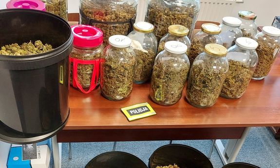 Zabezpieczony susz roślinny w słoikach i marihuana w czarnych donicach