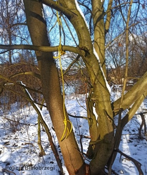 drzewo, przy którym policjanci odnaleźli zaginionego 40 latka