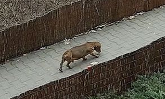 pies idący chodnikiem
