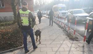 policjanci z psami tropiącymi idący chodnikiem w trakcie poszukiwań osób zaginionych