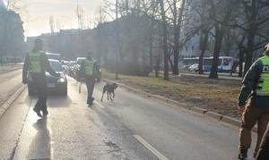 policjanci z psami tropiącymi idący ulicami Krakowa w poszukiwaniu zaginionych dziewczynek