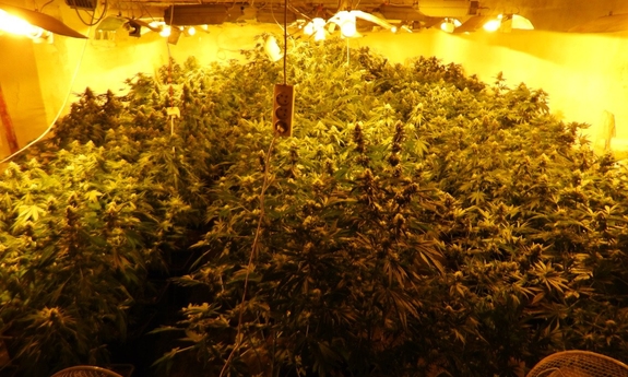 zabezpieczona plantacja konopi