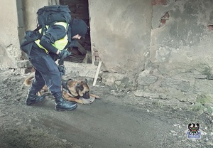 na zdjęciu policjant i pies policyjny wąchający materiał