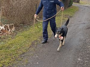 policjant prowadzi psa na sznurku, który w pysku trzyma kość