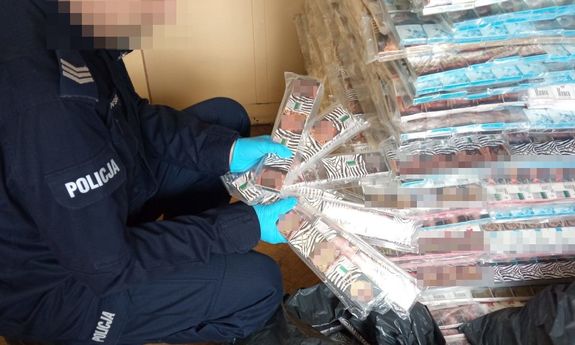 Zdjęcie przedstawia sylwetkę umundurowanego policjanta, który ma założone na dłoniach niebieskie rękawiczki ochronne vi trzyma w dłoniach opakowania z podrobionymi papierosami.
