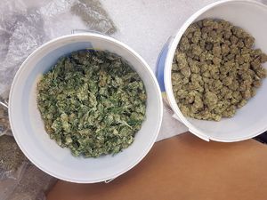 zabezpieczone narkotyki - marihuana w dwóch plastikowych wiaderkach