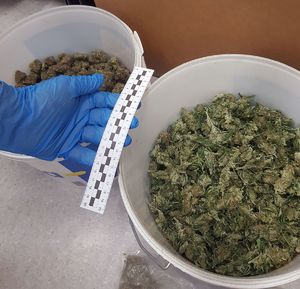 zabezpieczone narkotyki - marihuana w dwóch plastikowych wiaderkach