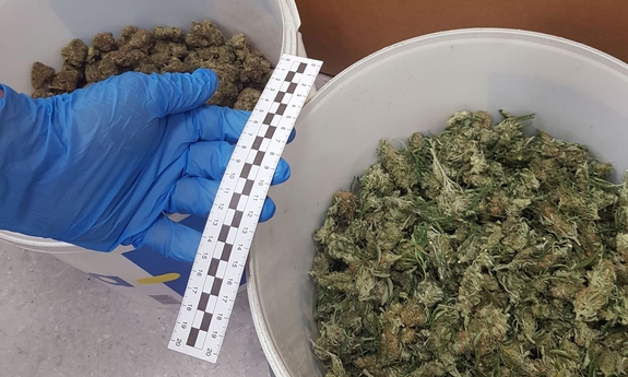 dwa plastikowe wiaderka z marihuaną