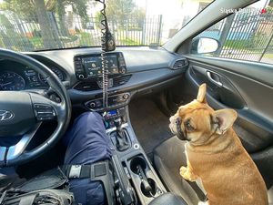 Zdjęcie przedstawia psa rasy buldog francuski, który siedzi na przednim fotelu pasażera w radiowozie. Obok niego, na fotelu kierowcy widać fragment sylwetki umundurowanego policjanta.