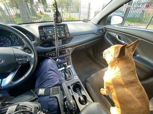 Zdjęcie przedstawia psa rasy buldog francuski, który siedzi na przednim fotelu pasażera w radiowozie. Obok niego, na fotelu kierowcy widać fragment sylwetki umundurowanego policjanta.