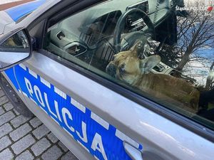 Zdjęcie przedstawia psa rasy buldog francuski, który znajduje się wewnątrz radiowozu oznakowanego na siedzeniu kierowcy i wygląda przez szybę.
