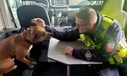 umundurowany policjant wraz z psem w policyjnym radiowozie