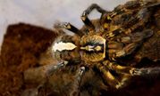 pająk gatunku poecilotheria ornata czyli ptasznik zdobiony znajdujący się w terrarium na kawałku drewna, zdjęcie z góry