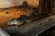 Zdjęcie przedstawia krokodyla