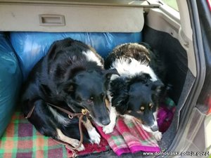 dwa psy w bagażniku samochodu