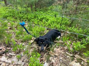 porzucony pies w lesie, przywiązany do ogrodzenia