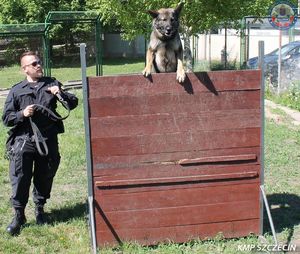 przewodnik z psem służbowym, który skacze przez przeszkodę