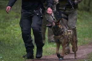 widoczne nogi policjanta który idzie leśna ścieżką z psem