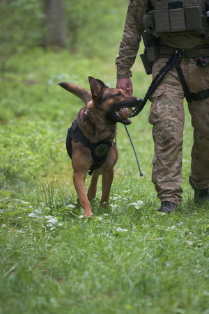 kontrterrorysta na leśnej ścieżce z psem