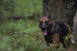 pies bojowy w lesie