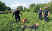 trzej policjanci z psem policyjnym i zatrzymany mężczyzna lezący na trawie