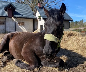 koń siedzi na słomie